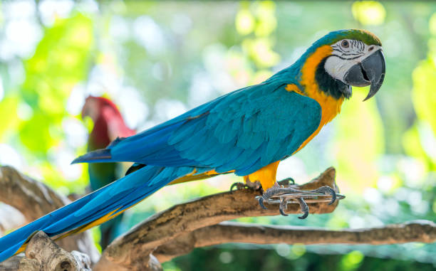 istock Portrait colorful Macaw parrot on a branch. 1069390080