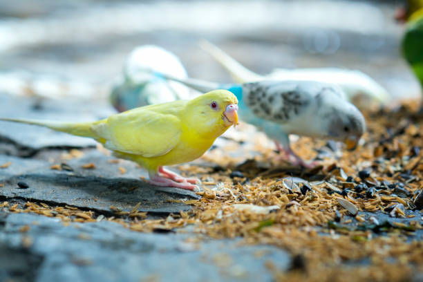 Two budgerigars