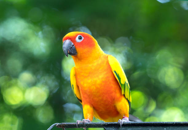 istock The colorful parrot is relaxing on the fence. 1069390382