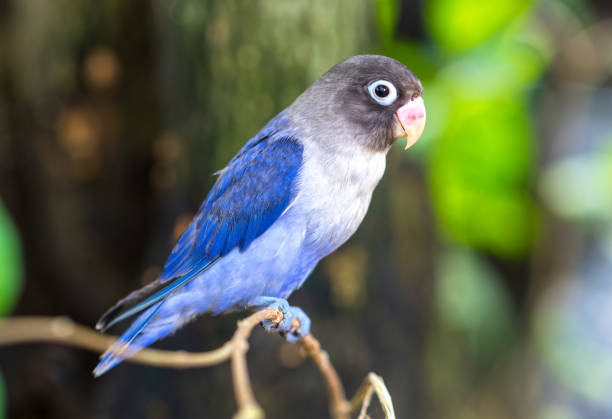 The colorful parrot is relaxing on the fence. This lovebird lives in the forest and is domesticated to domestic animals