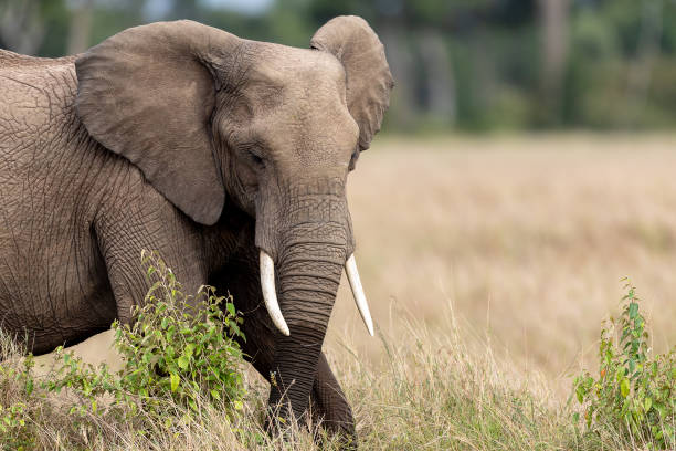 istock Elephants in the Masai Mara 1069398756
