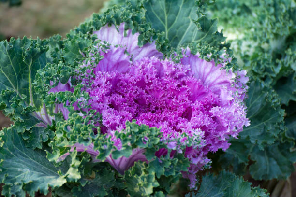 istock Beautiful fresh Cabbage flower from by garden 1069398836