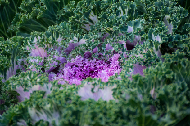 istock Beautiful fresh Cabbage flower from by garden 1069398846