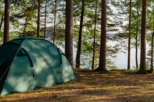 Tent in a pine forest overlooking the lake.
