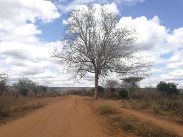 istock Tree by roadside to Yatta Plateau 1069399344