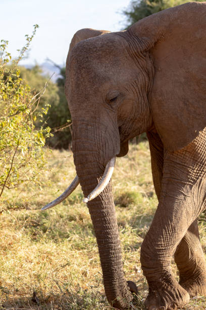 istock Elephants in Kenya Africa 1069403028