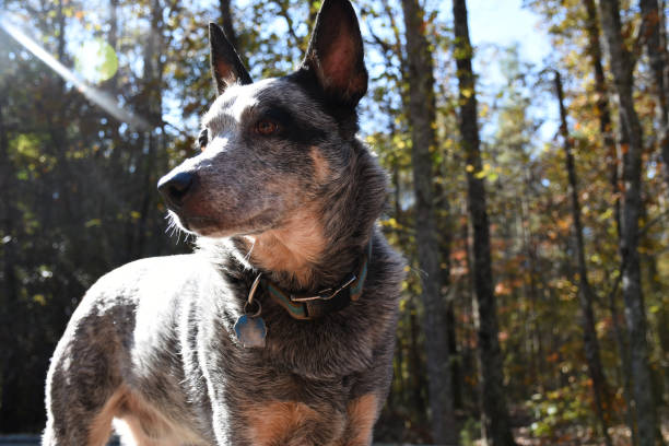 istock Dog standing at the forest edge on alert 1069405260