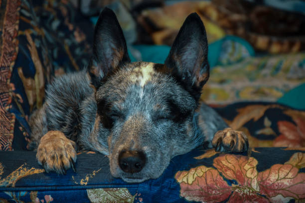 istock Lounging cattle dog indoors on the couch 1069405268
