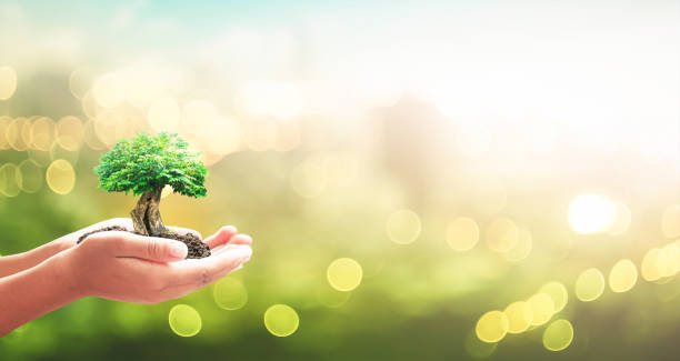 Sustainable community concept Human hands holding big tree over blurred city sunset background community vegetable garden stock pictures, royalty-free photos & images