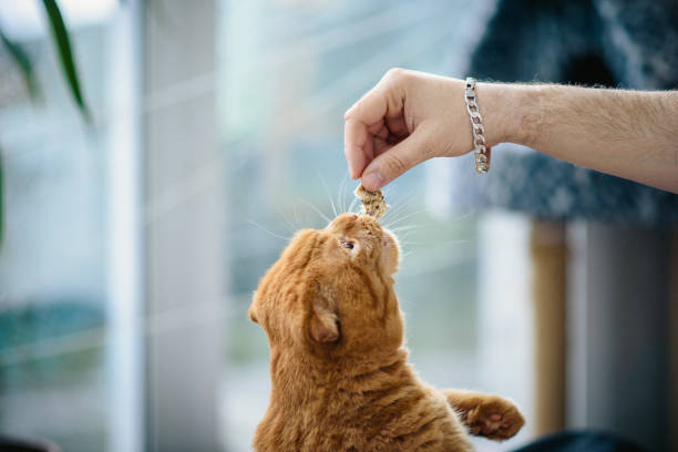 istock RedheadEdt Scottish Vistow cat reaches for hand 1069417148