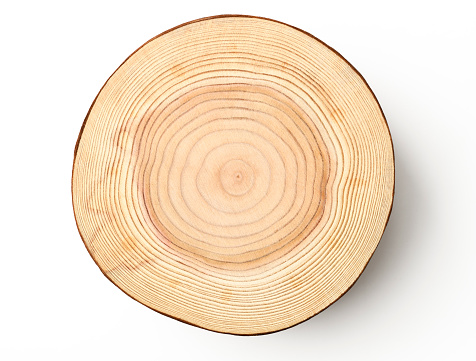 Isolated shot of tree cross section on white background