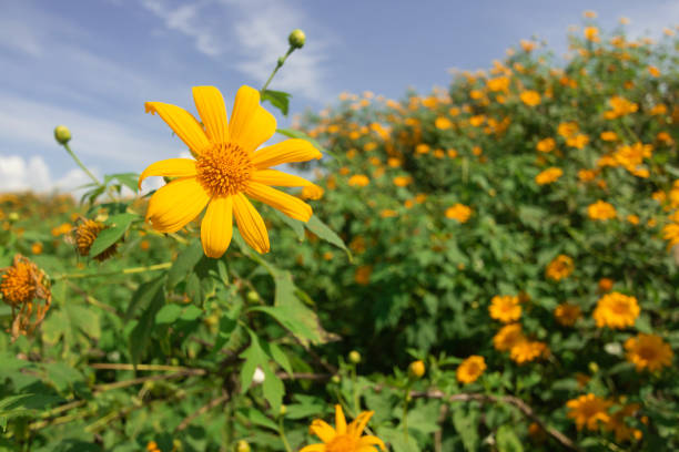 istock Beautiful Mexican sunflower are blooming with Sky Blue 1069420888