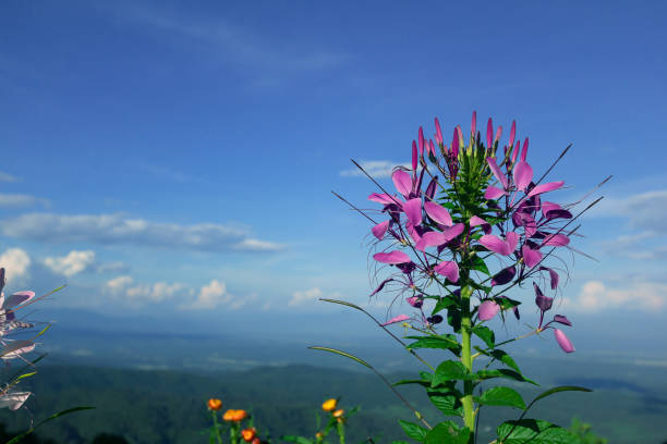 Beautiful Cleome or Spider Flowers is Tropical Plants are blooming with Sky Blue
