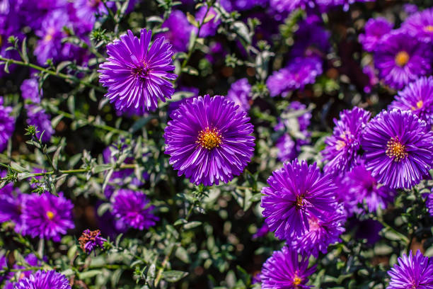 istock a colony of purple flowers 1069425058