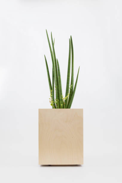 istock a plant in square wooden pots 1069427168