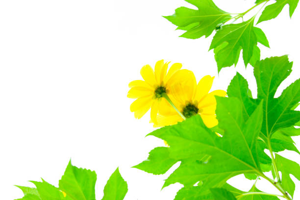 Mexican sunflower weed and blue sky background.