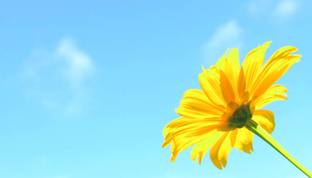 istock Mexican sunflower weed and blue sky background 1069428612