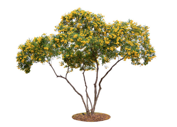 istock Trumpetflower tree isolated on white background. Beautiful and robust trees are growing in the garden or park. 1069431050