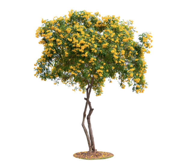 istock Trumpetflower tree isolated on white background. Beautiful and robust trees are growing in the garden or park. 1069431052