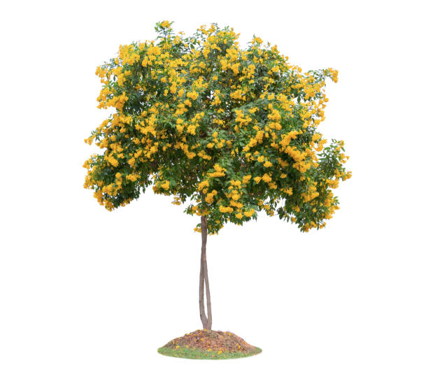 Trumpetflower tree isolated on white background. Beautiful and robust trees are growing in the garden or park.
