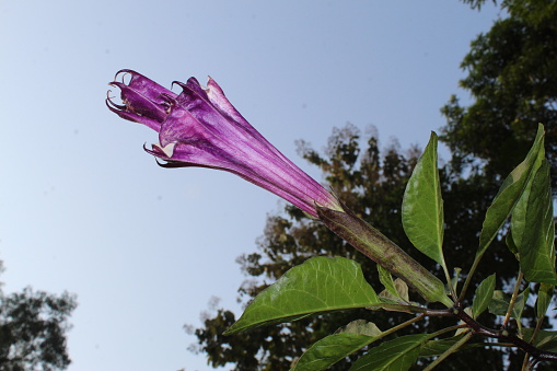 Datura, Purple Ballerina ( Datura metel Fastuosa) blooming. It also known as angel's trumpet is a marvelously flowering herb with upward facing blooms that resemble dancer's costume. India,copy space