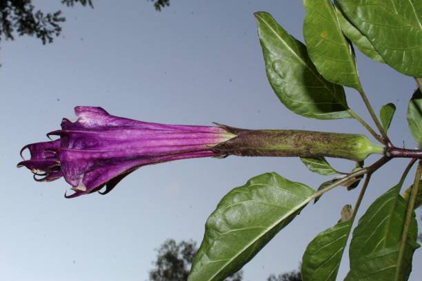 Las Mejores Ofertas En Angel's Trompeta Datura Semillas Y Bulbos