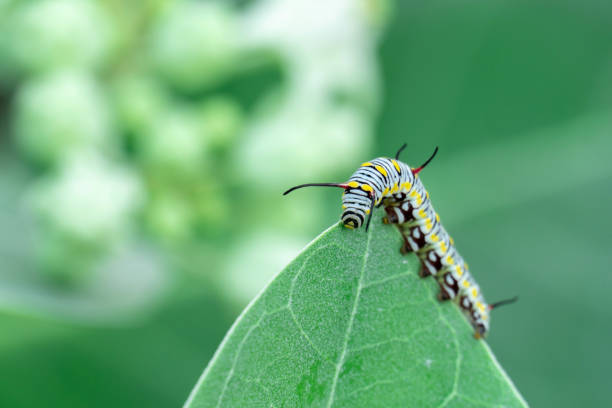 istock monarch butterfly caterpillar on leaf 1069434336