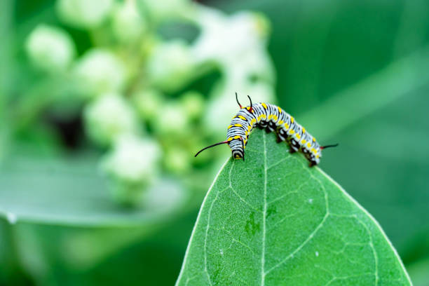 monarch butterfly caterpillar on leaf