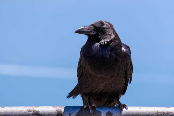 istock Close up of a raven 1069436352