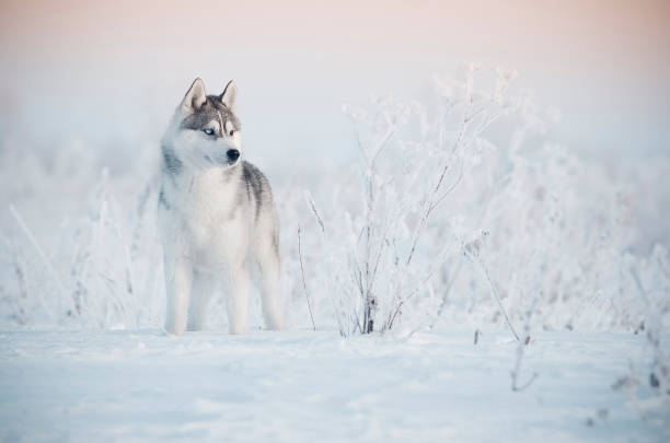 Gray husky dog winter landscape