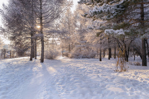 istock winter trees covered in hoarfrost and sunlight in Siberia 1069438472