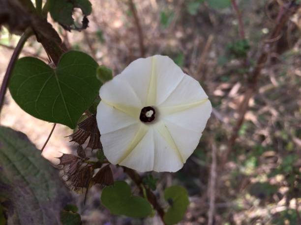 beautiful white flower - 5943 imagens e fotografias de stock