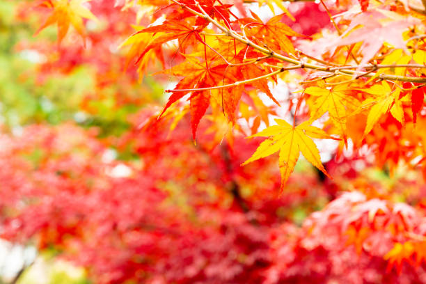 istock Selective focus of yellow maple leaves with colorful background 1069439918