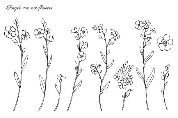 ilustrações de stock, clip art, desenhos animados e ícones de forget-me-not flowers vector illustration isolated on white background, ink sketch, decorative herbal doodle, line art style for design medicine, wedding invitation, greeting card, floral cosmetic - miosótis