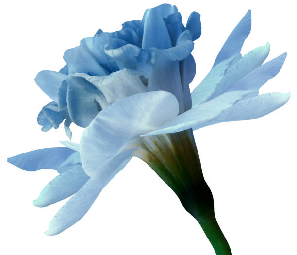 istock Narcissus  light blue flower isolated on white background with clipping path. Close-up. Side view. Nature. 1069447660