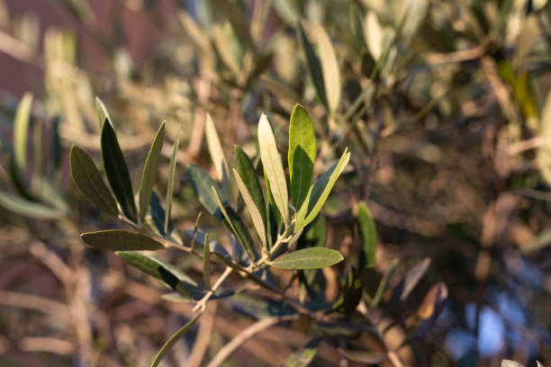istock fruits and leaves of olive tree 1069450940