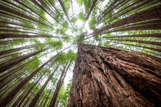 inspirational natural landscape image of tall trees at the redwoods forest, rotorua, new zealand - tree growth sequoia rainforest imagens e fotografias de stock