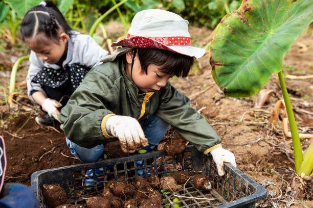 Children are digging vegetables Children are experiencing agriculture. taro leaf stock pictures, royalty-free photos & images
