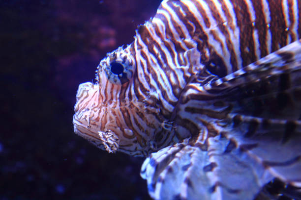 istock lionfish in the sea water 1069463790