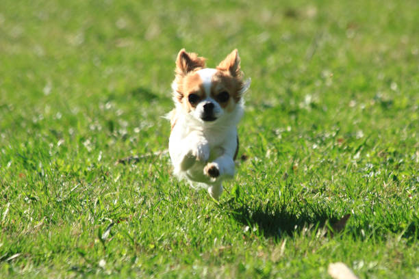 istock small chihuahua in the grass 1069465384