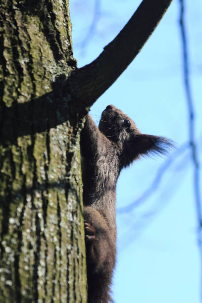 écureuil noir sur l’arbre - squirrel red squirrel black forest forest photos et images de collection