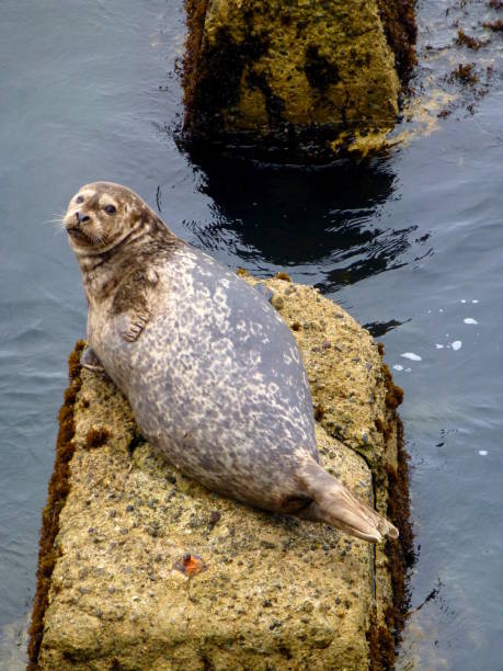 istock Seal Waking from Slumber in Monterey 1069468004