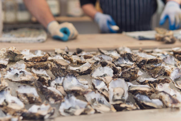 Freshly shucked oysters on ice stock photo
