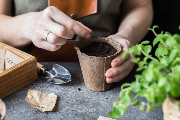 istock A woman planting basil seeds in a small peat pot 1069478588