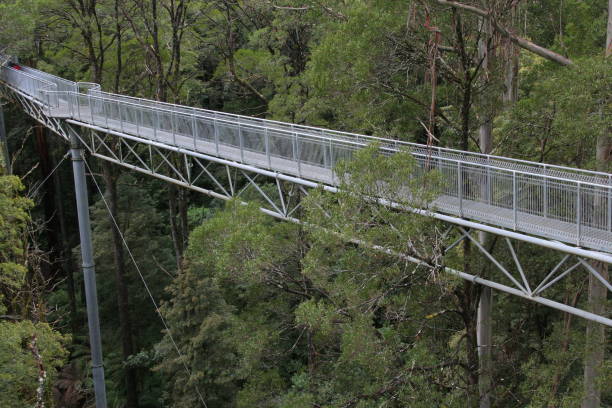 istock Canopy walk in Otway NP in Australia 1069478958