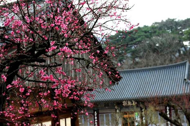 istock Spring of Korean Buddhist Temples VH551 1069479370