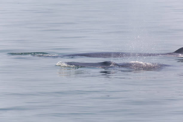 istock Closeup of Bryde's whale 1069482896