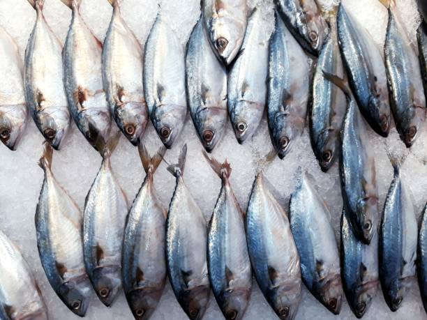 Fresh fish on ice for selling at the market