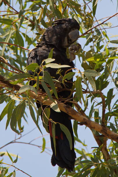 istock Red-tailed black cockatoo in Northern Territory in Australia 1069485172