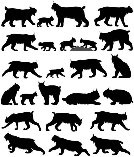 Silhouette of lynx Collection of silhouettes of canadian lynxes and its kittens lynx stock illustrations